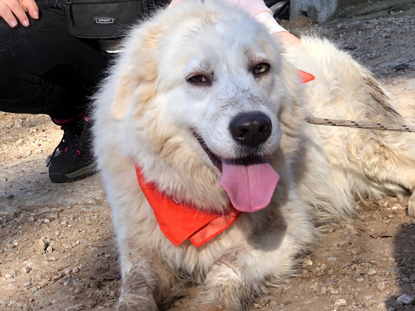 Adotta un cane, taglia grande, femmina, Latina