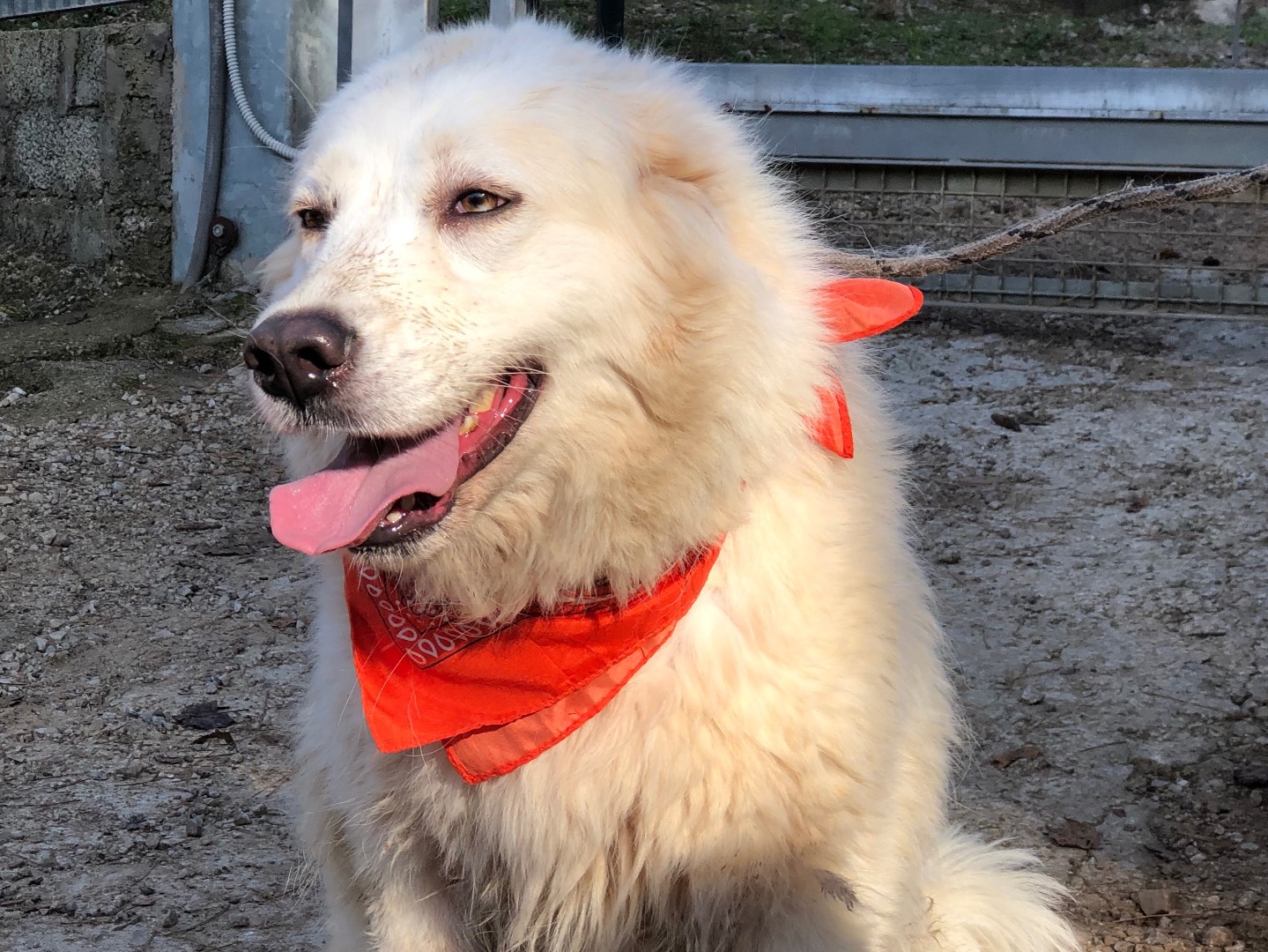 Vuoi adottare un cane a Latina?