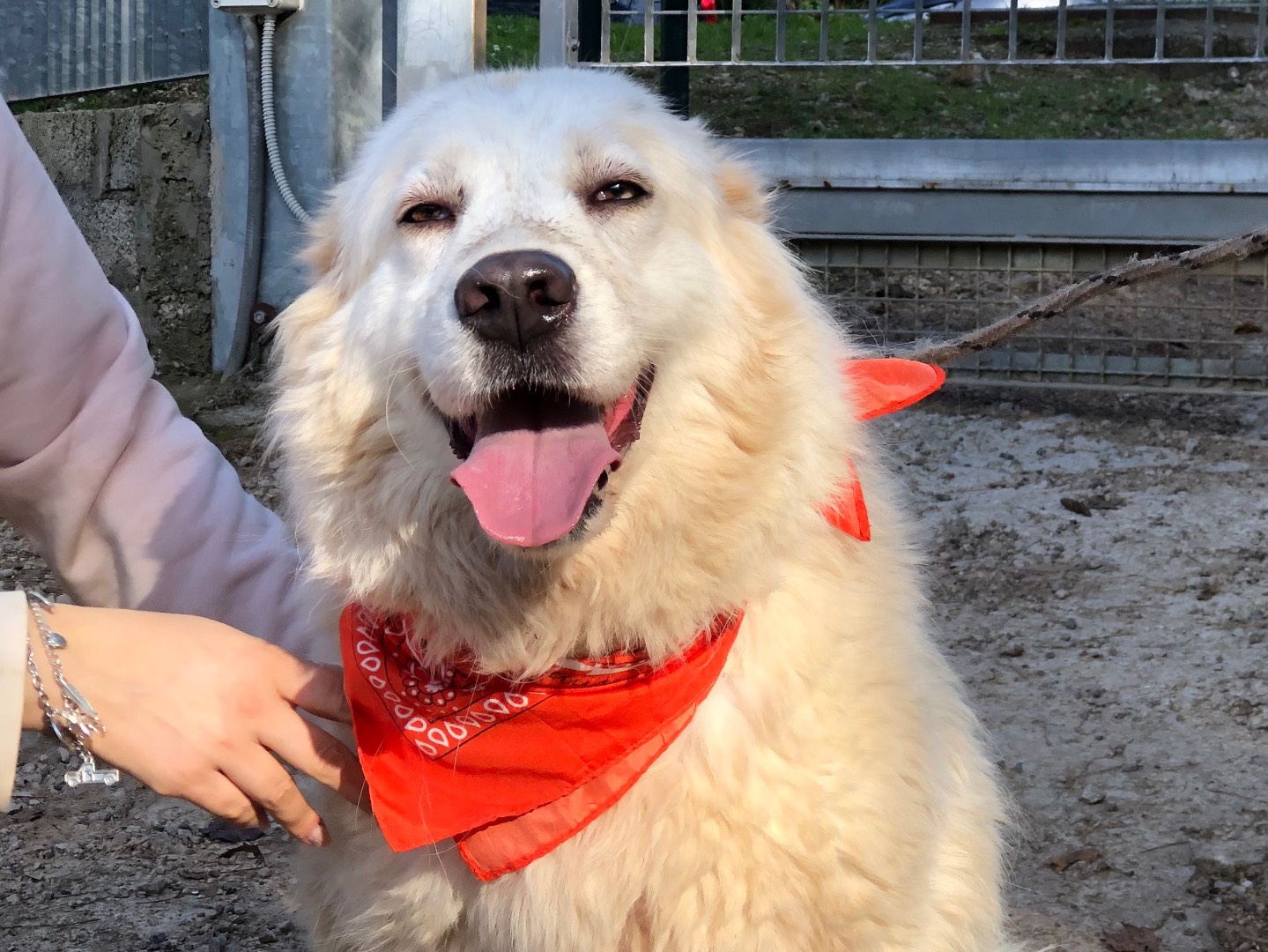 Adotta il cane Emma a Latina