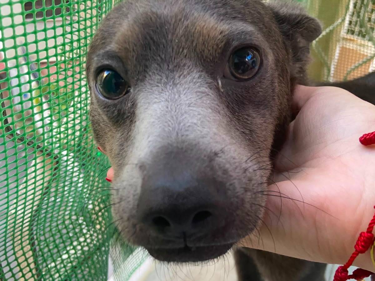 Adozione cane, maschio, Razza sconosciuta Razza sconosciuta, 8 mesi, taglia piccola, Roma