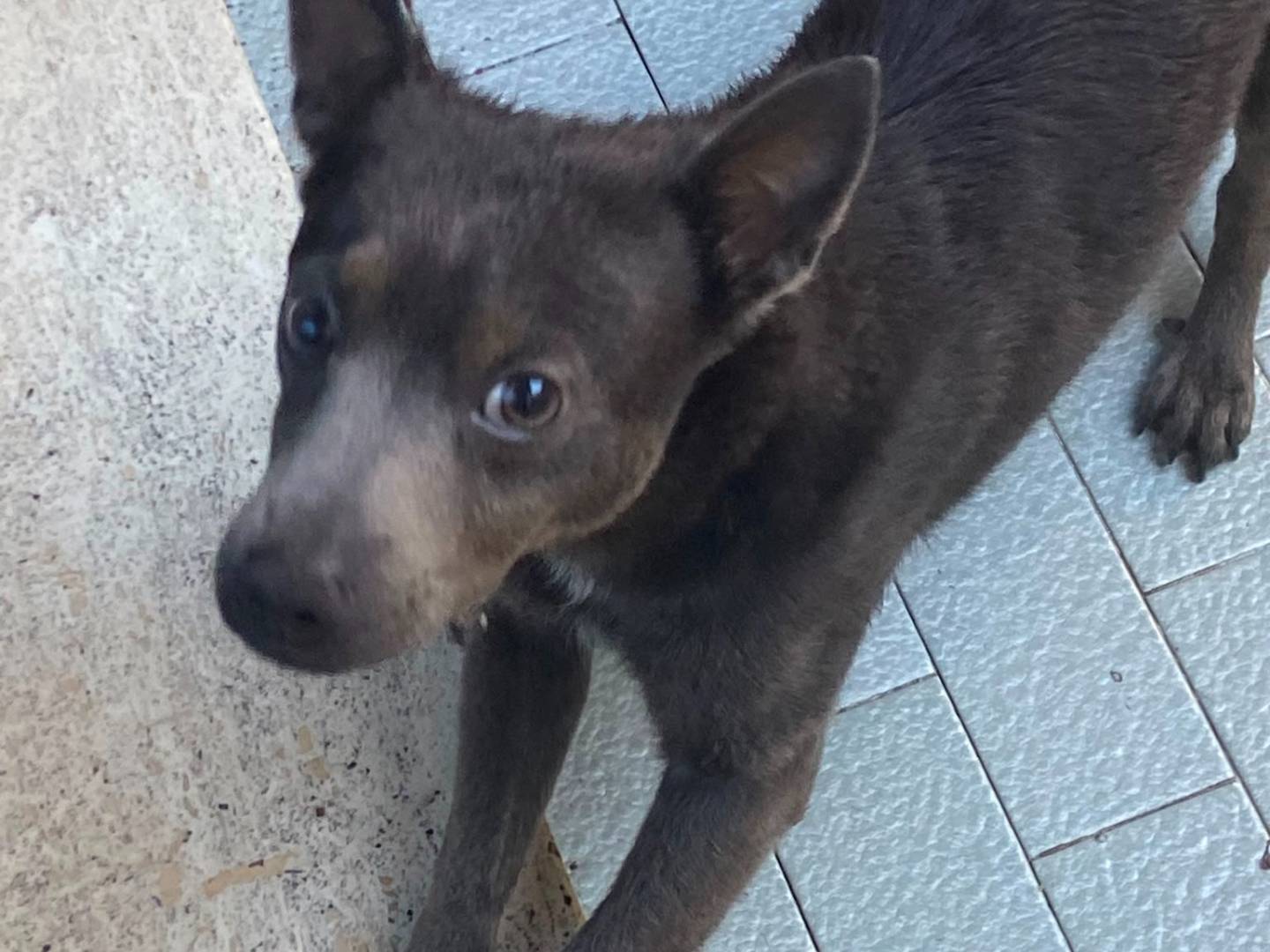 Adotta un cane, maschio, 8 mesi, Roma
