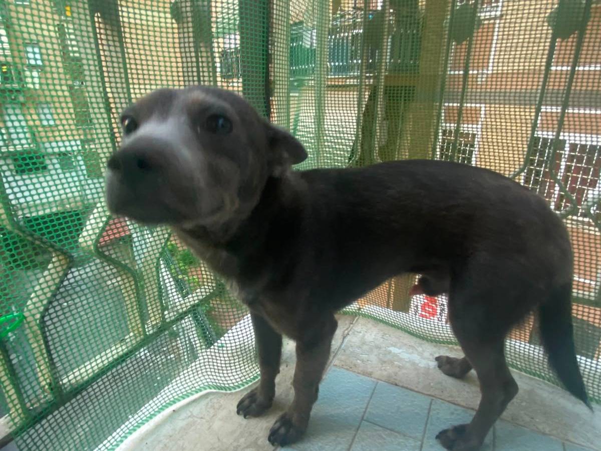 Adotta un cane, taglia piccola, maschio, Roma