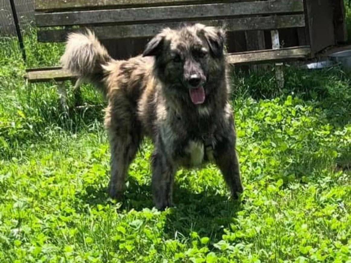 Adozione cane, femmina, Razza sconosciuta Razza sconosciuta, 8 anni e 8 mesi, taglia media contenuta, Bergamo
