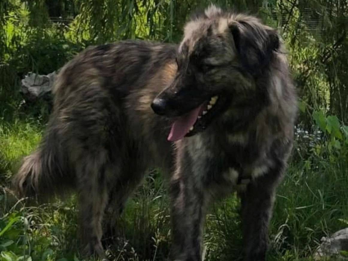 Adotta un cane, femmina, 8 anni e 8 mesi, Bergamo