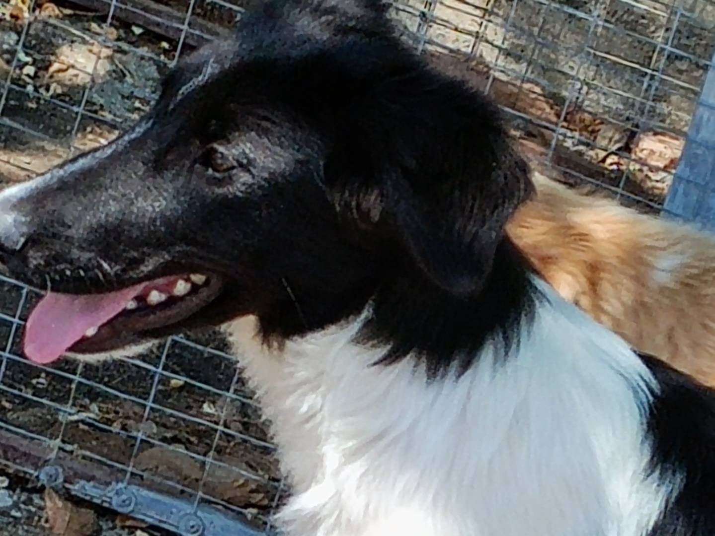 Adozione cane, maschio, Razza sconosciuta Razza sconosciuta, 4 mesi, taglia grande, Potenza