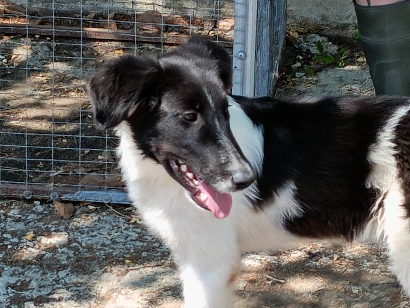 Adotta un cane, maschio, 4 mesi, Potenza