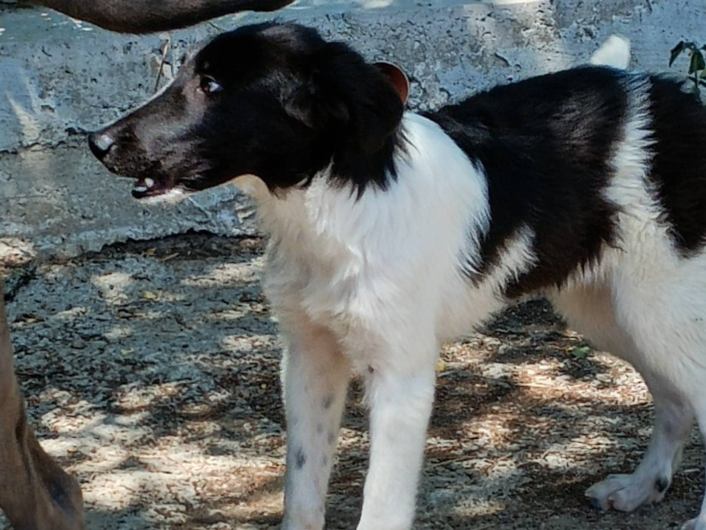 Adotta un cane, taglia grande, maschio, Potenza