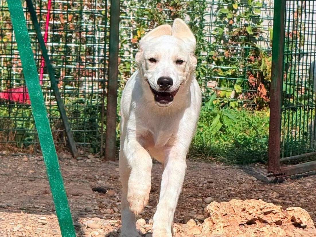 Adozione cane, femmina, Razza sconosciuta Razza sconosciuta, 5 mesi, taglia media, Bergamo
