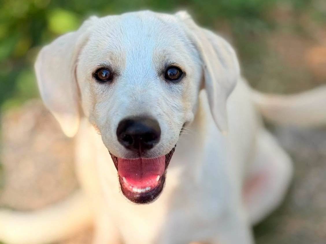 Adotta un cane, femmina, 5 mesi, Bergamo