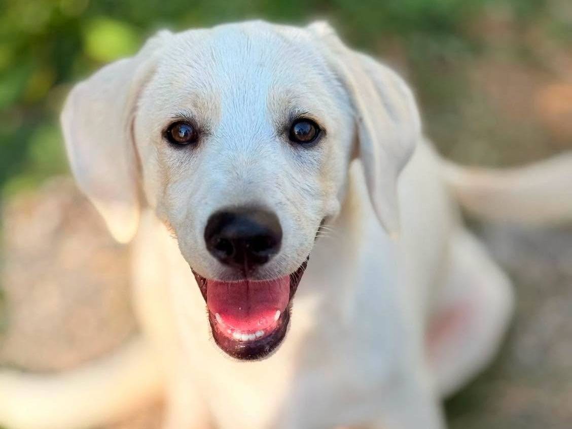 Adozione cane, femmina, Razza sconosciuta Razza sconosciuta, 5 mesi, taglia media, Bergamo