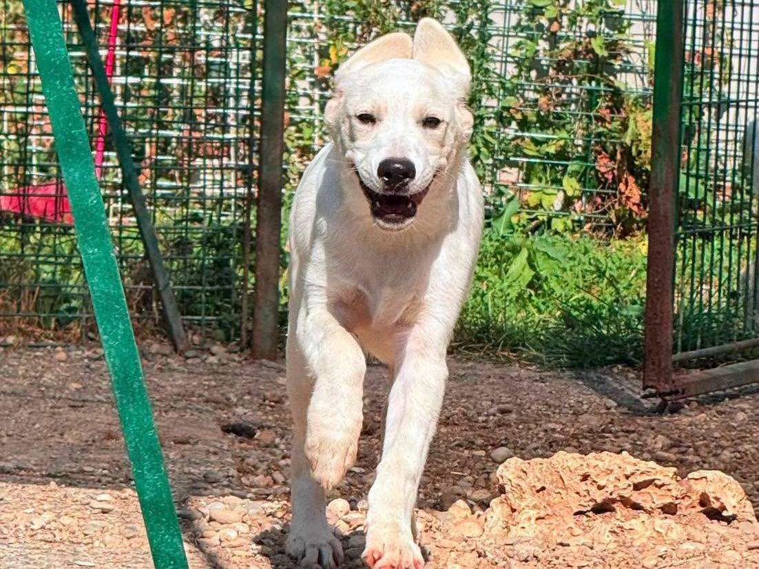 Adotta un cane, femmina, 5 mesi, Bergamo