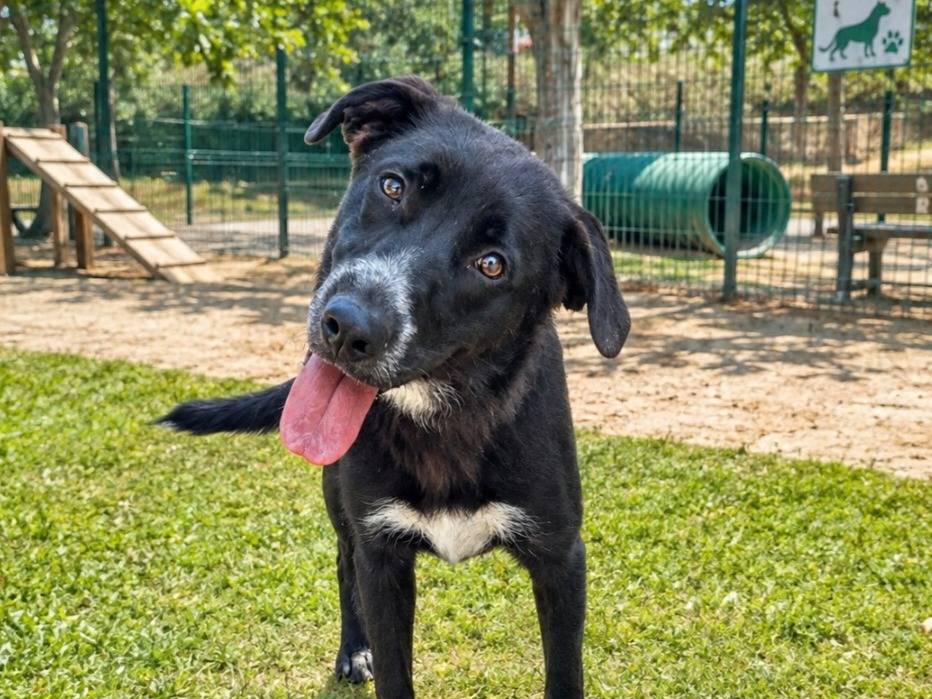 Adozione cane, femmina, Labrador Retriever Razza sconosciuta, 9 mesi, taglia media, Milano