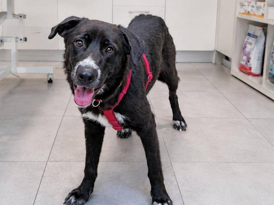 Adotta un cane, femmina, 9 mesi, Milano