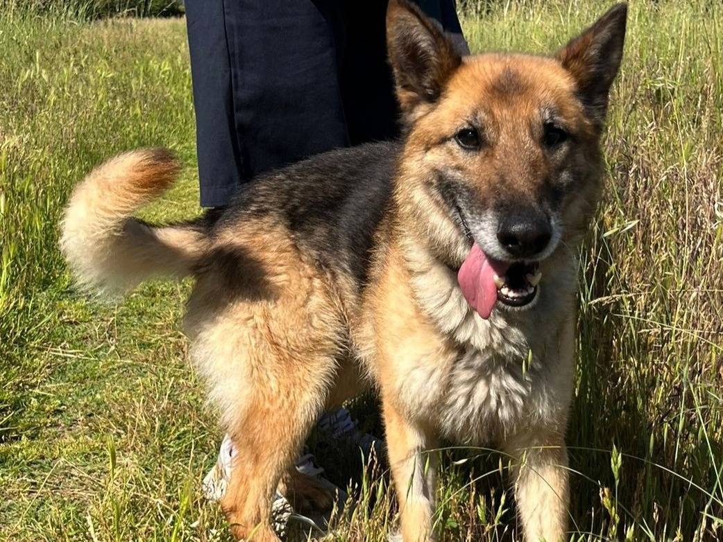 Adozione cane, maschio, Razza sconosciuta Razza sconosciuta, 8 anni e 5 mesi, taglia media, Milano