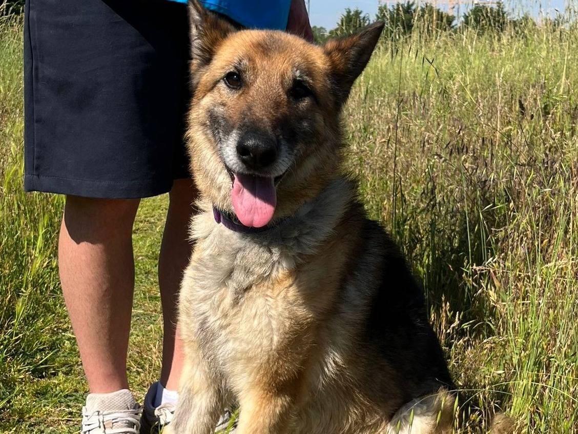 Adotta un cane, maschio, 8 anni e 5 mesi, Milano