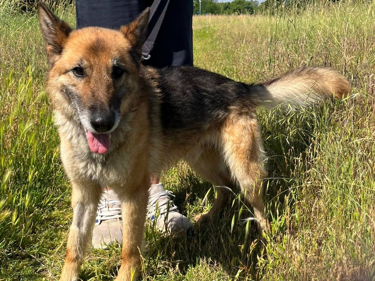 Adotta un cane, taglia media, maschio, Milano