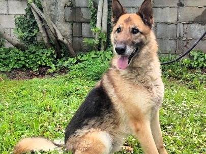 Vuoi adottare un cane a Milano?