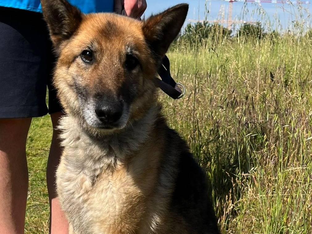 Adotta il cane CICCILLO a Milano