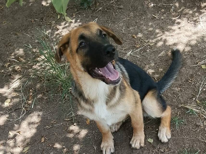 Adozione cane, femmina, Razza sconosciuta Razza sconosciuta, 5 mesi, taglia grande, Reggio