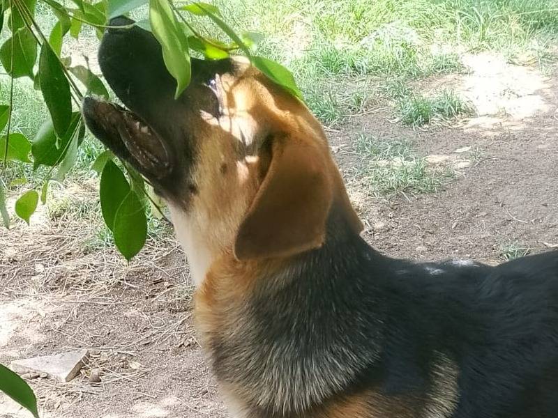 Adotta un cane, taglia grande, femmina, Reggio