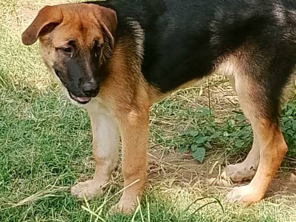Adotta un cane, femmina, 5 mesi, Reggio
