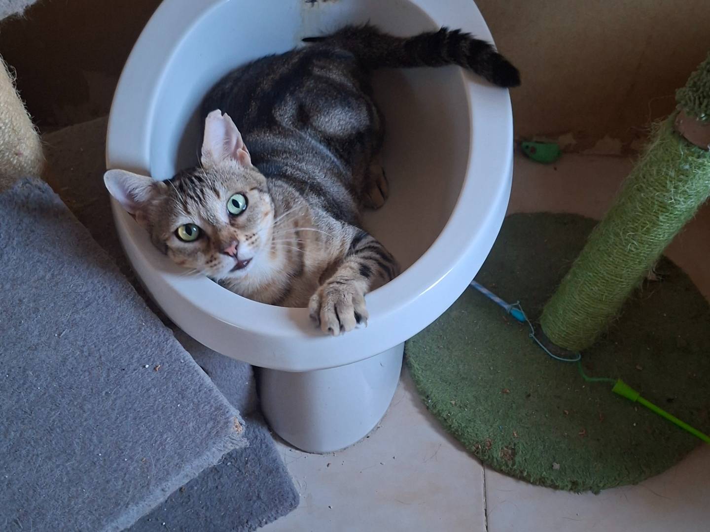 Adotta un gatto, maschio, 2 anni e 4 mesi, Piacenza