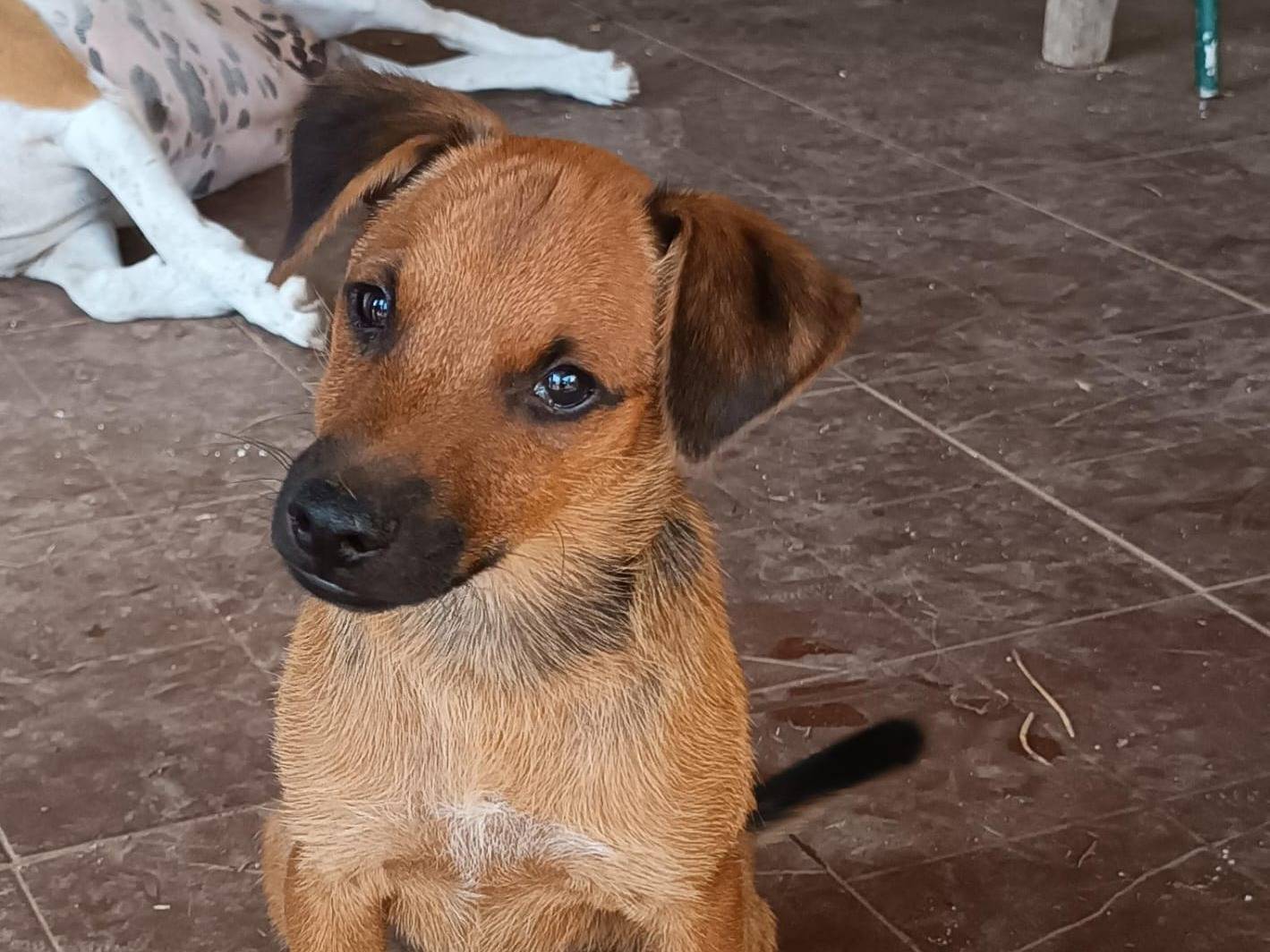 Adozione cane, maschio, Razza sconosciuta Razza sconosciuta, 5 mesi, taglia media contenuta, Vibo