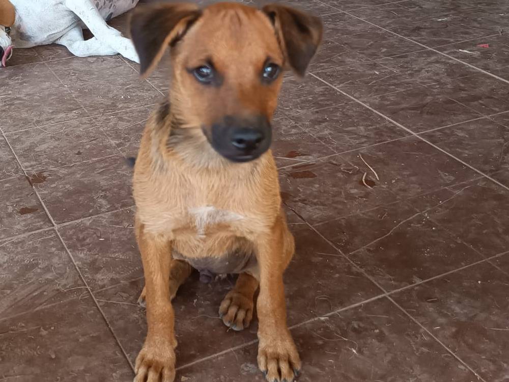 Adotta un cane, maschio, 5 mesi, Vibo