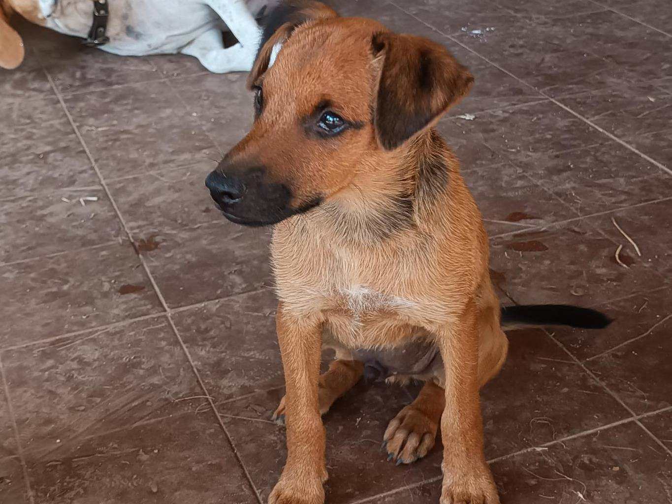Adotta un cane, taglia media contenuta, maschio, Vibo