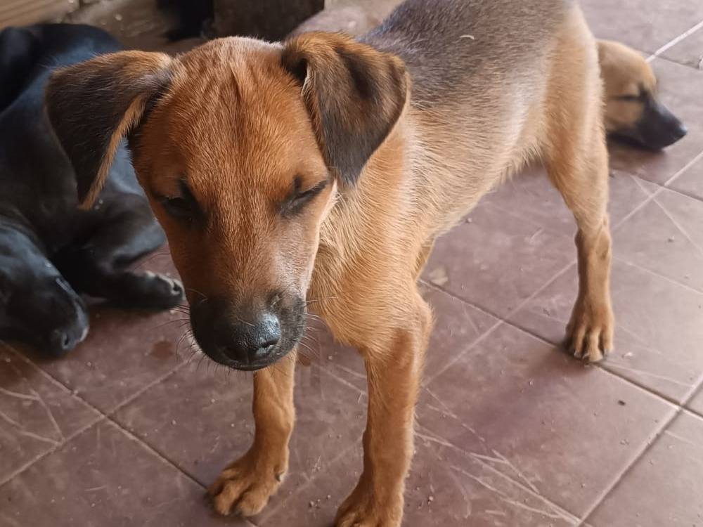 Vuoi adottare un cane a Vibo?