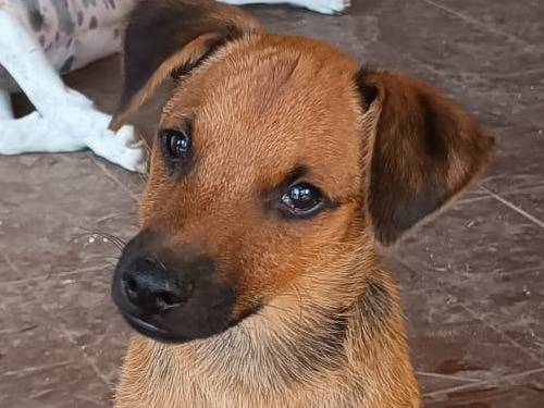 Adotta il cane JOKER a Vibo