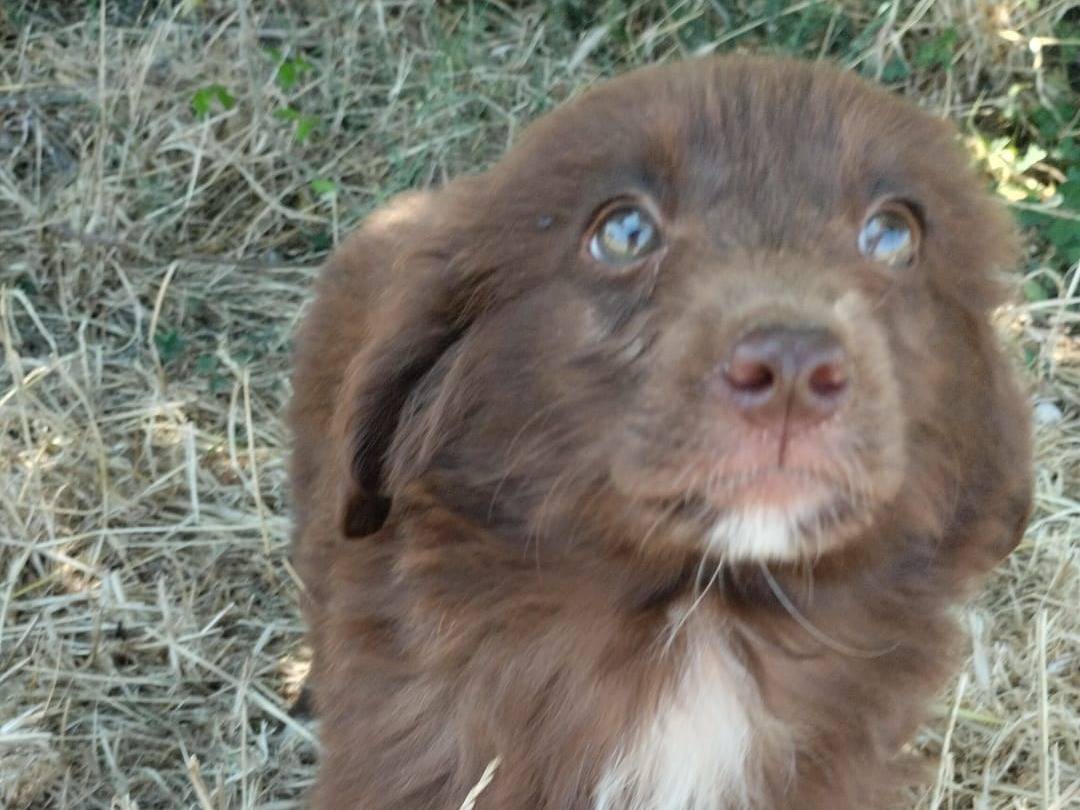 Adotta il cane ATENA a Vibo