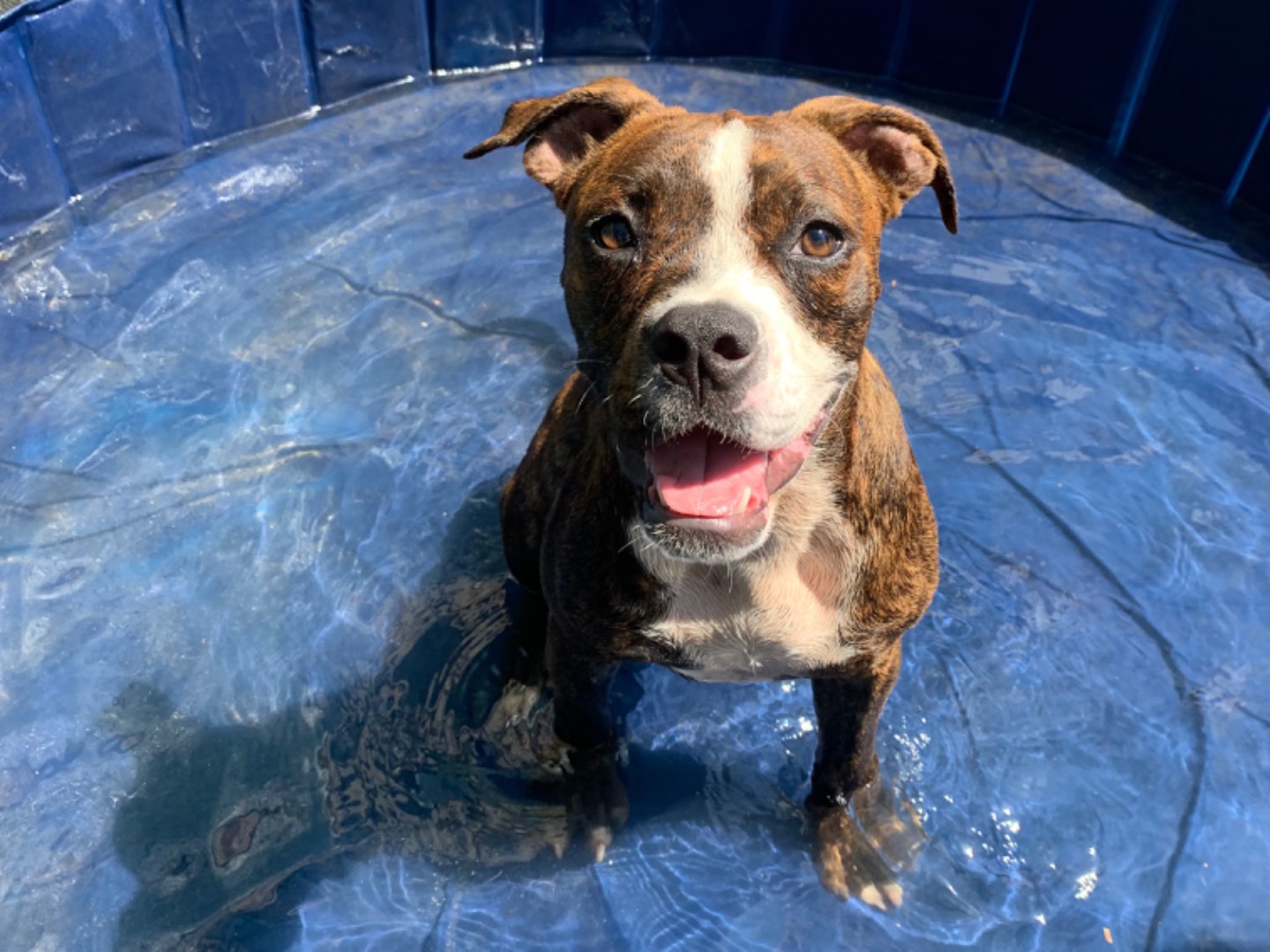 Adozione cane, femmina, Boxer Razza sconosciuta, 5 mesi, taglia media, Napoli