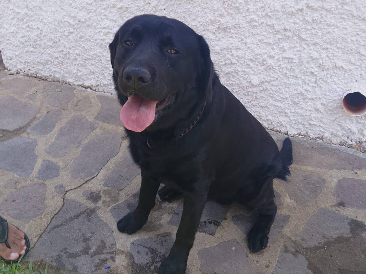 Adozione cane, maschio, Labrador Retriever Razza sconosciuta, 6 anni e 8 mesi, taglia gigante, Vibo