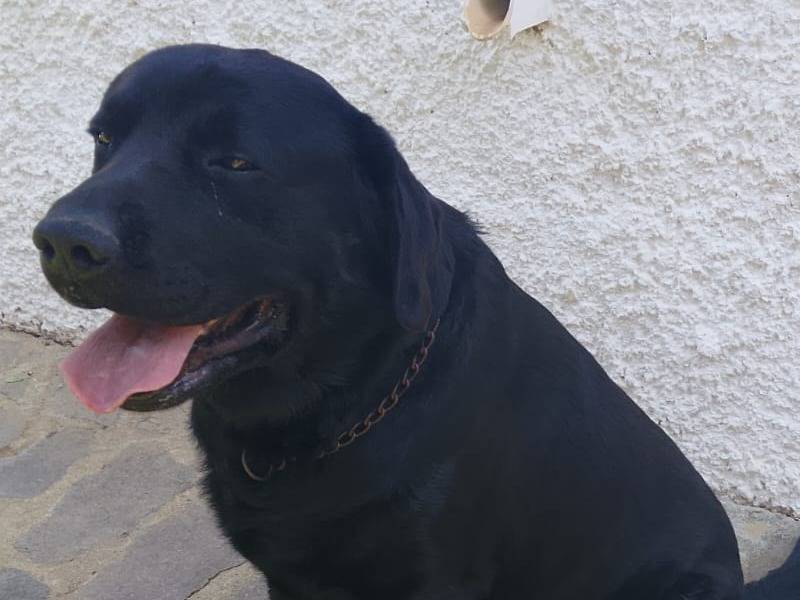 Adotta un cane, maschio, 6 anni e 8 mesi, Vibo