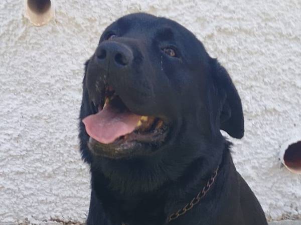 Vuoi adottare un cane a Vibo?