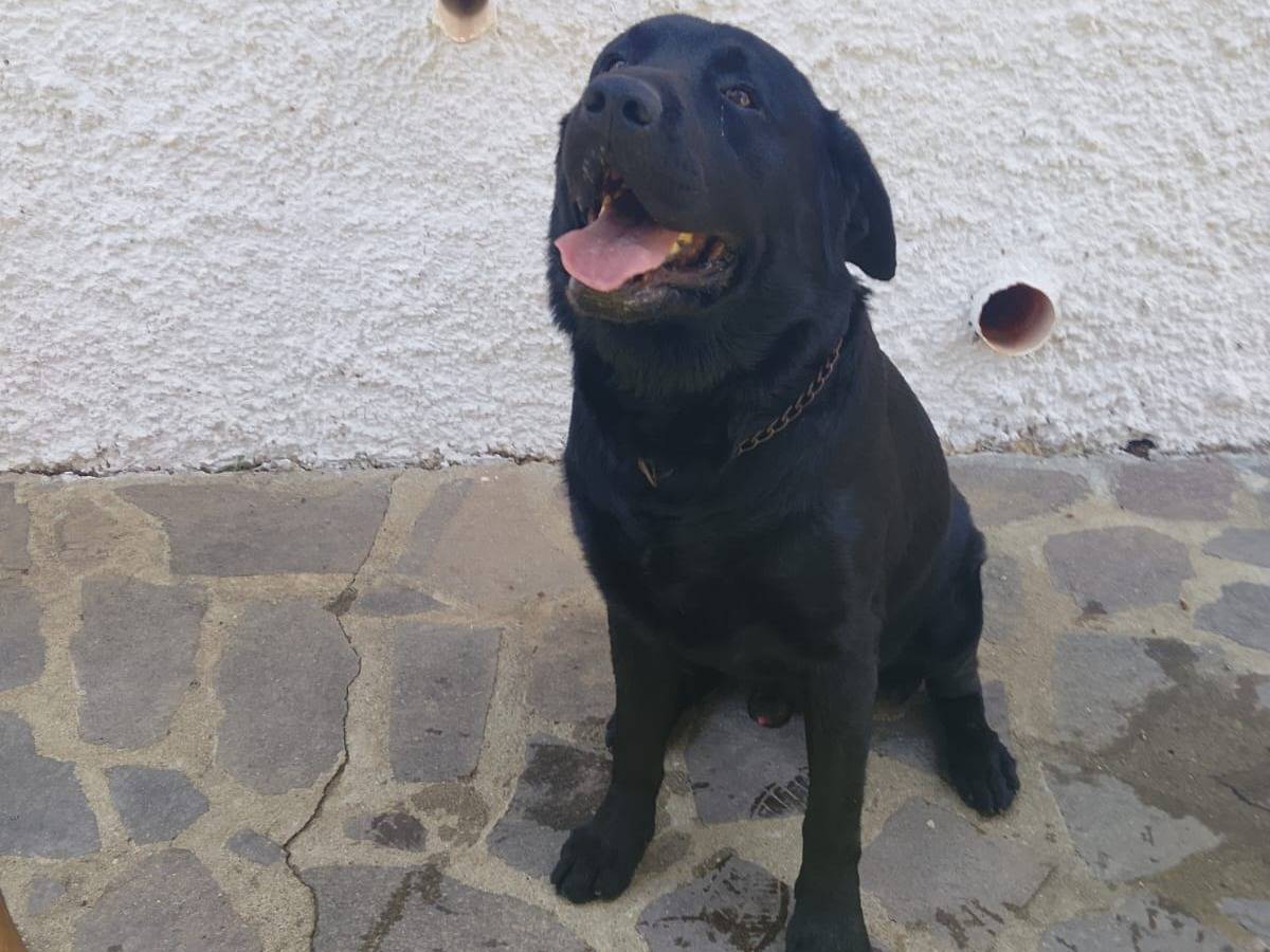 Adotta il cane ERIK a Vibo