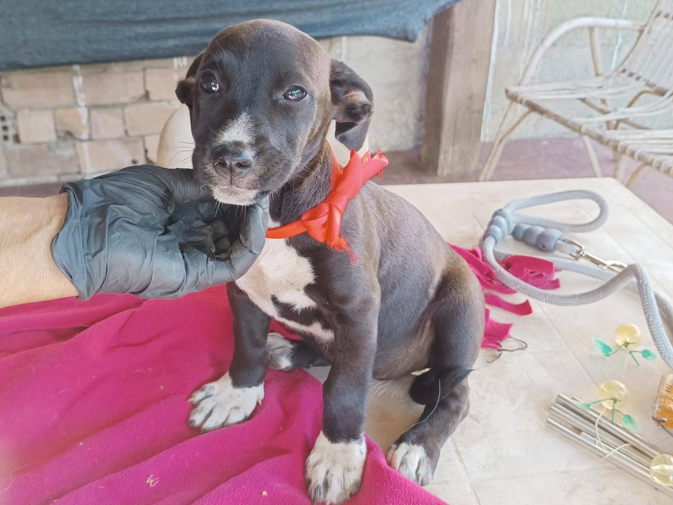 Adozione cane, femmina, Razza sconosciuta Razza sconosciuta, 4 mesi, taglia media contenuta, Vibo