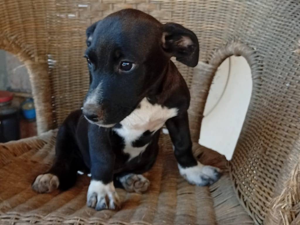 Adotta un cane, femmina, 4 mesi, Vibo