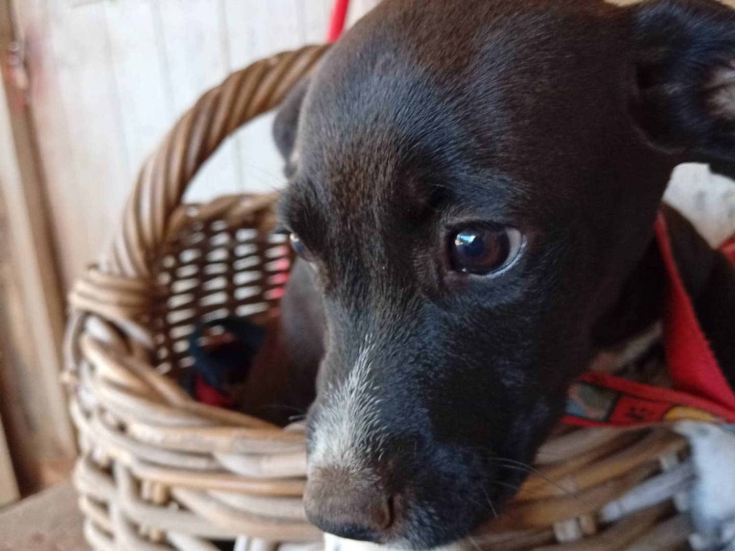 Adotta un cane, taglia media contenuta, femmina, Vibo