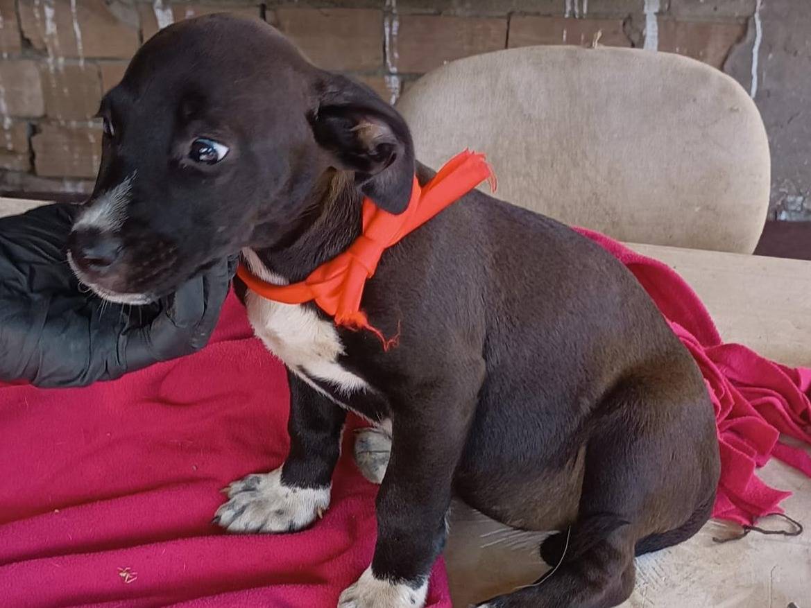 Vuoi adottare un cane a Vibo?