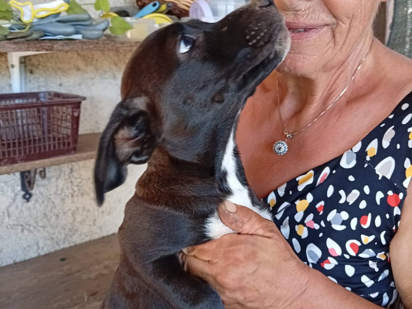 Adotta il cane JOLIE a Vibo