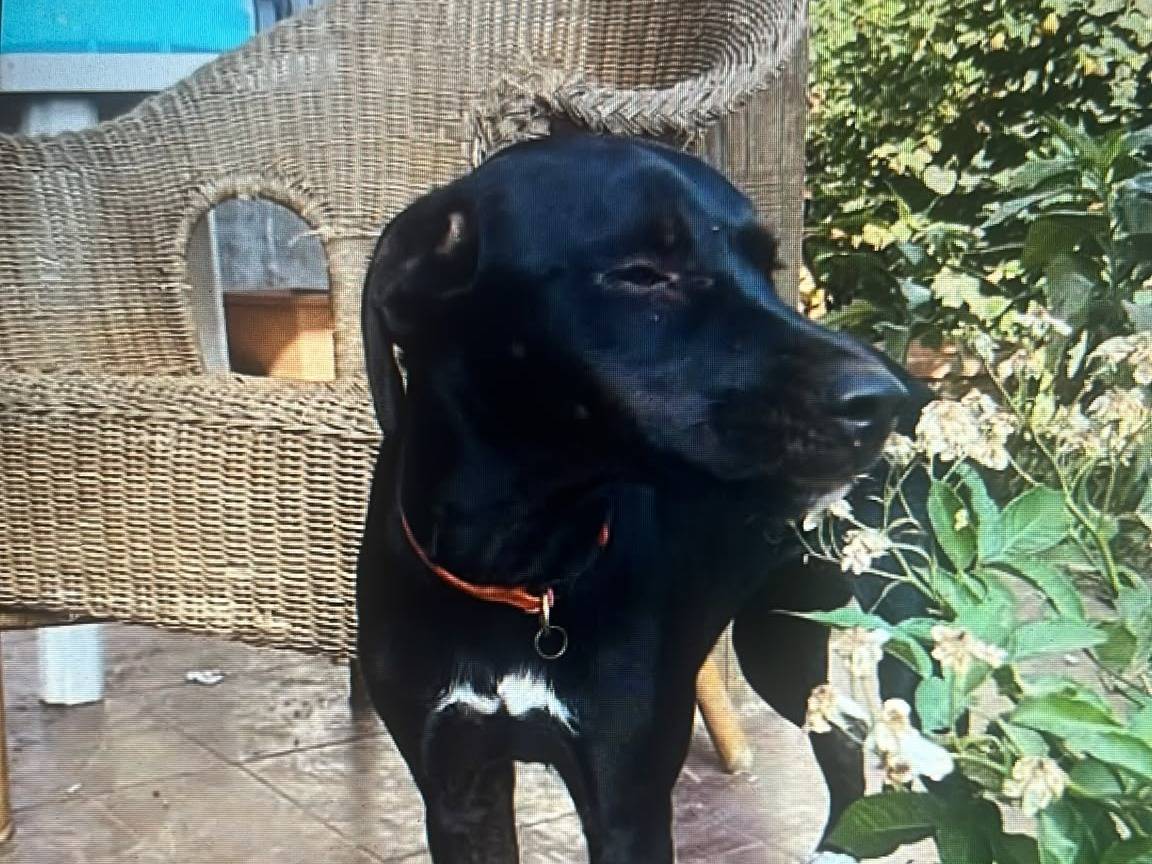 Adozione cane, femmina, Pointer Labrador Retriever, 7 mesi, taglia media, Vibo