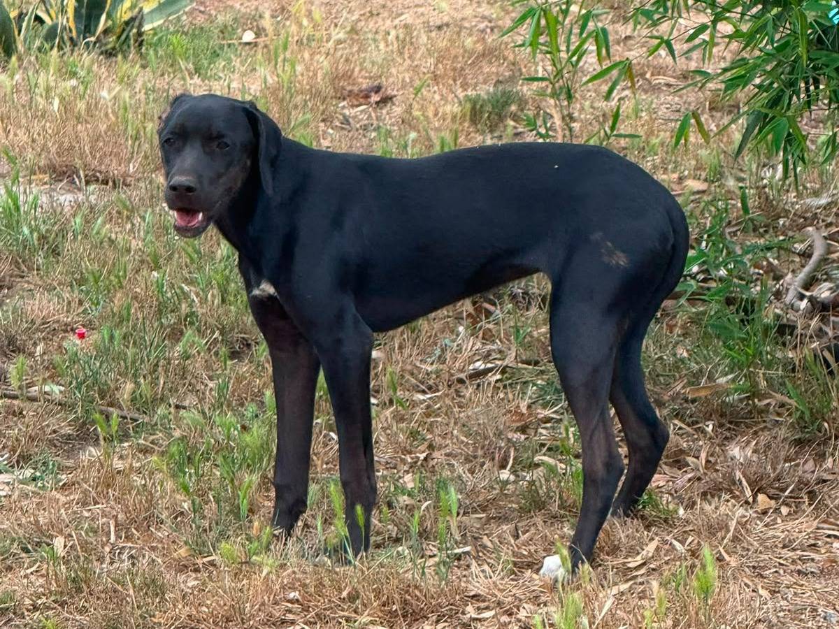 Vuoi adottare un cane a Vibo?