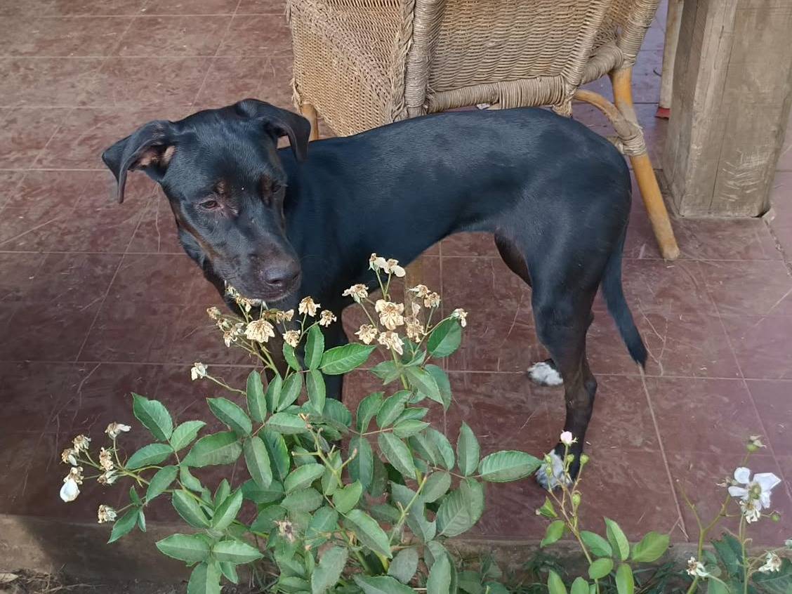 Adotta un cane, femmina, 7 mesi, Vibo