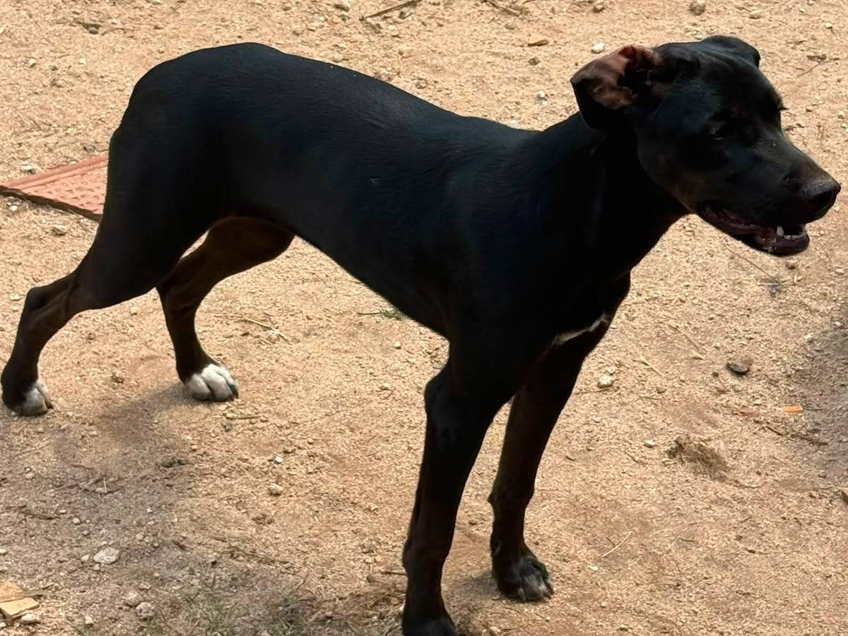 Adotta il cane BLUE a Vibo