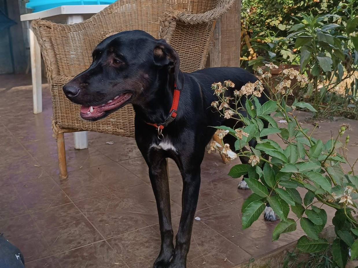 Adotta un cane, taglia media, femmina, Vibo