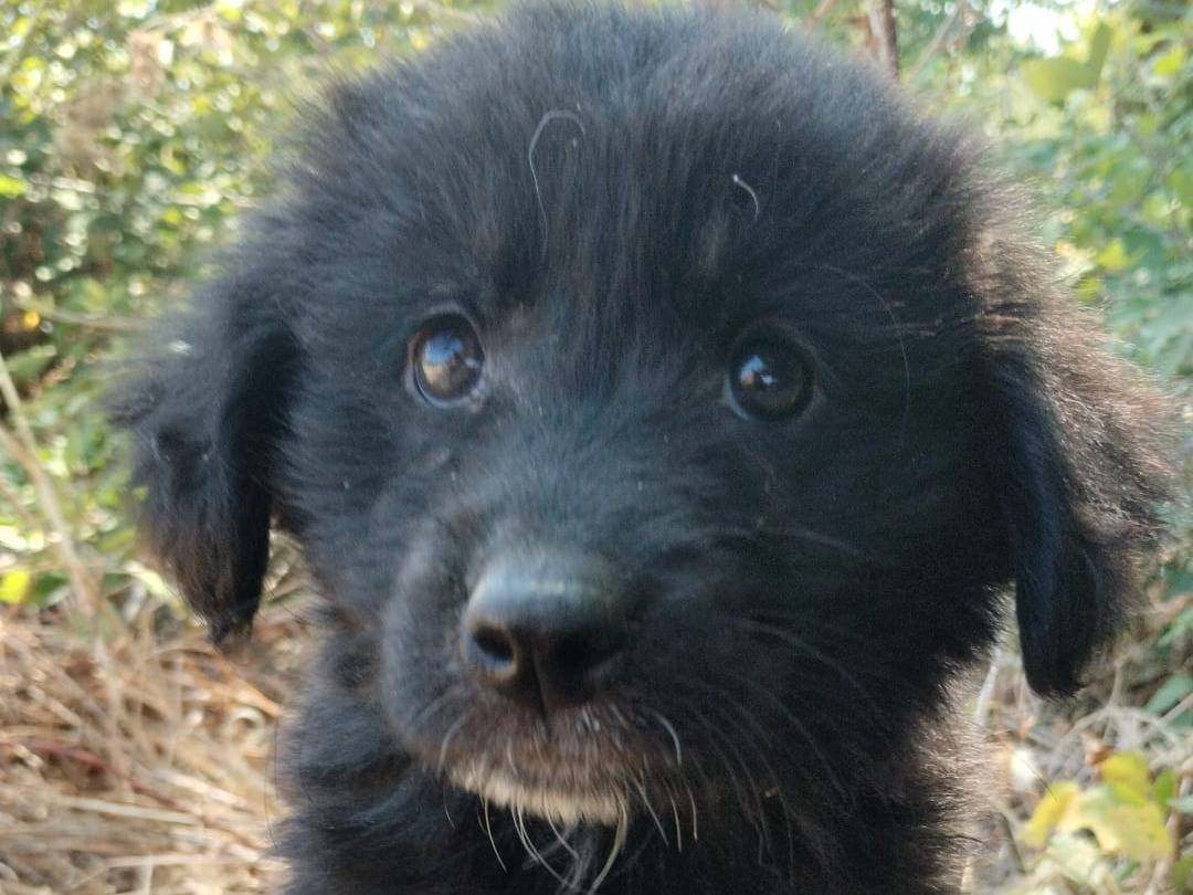 Adozione cane, maschio, Razza sconosciuta Razza sconosciuta, 3 mesi, taglia media, Vibo