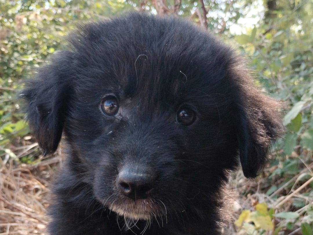 Adotta un cane, maschio, 3 mesi, Vibo
