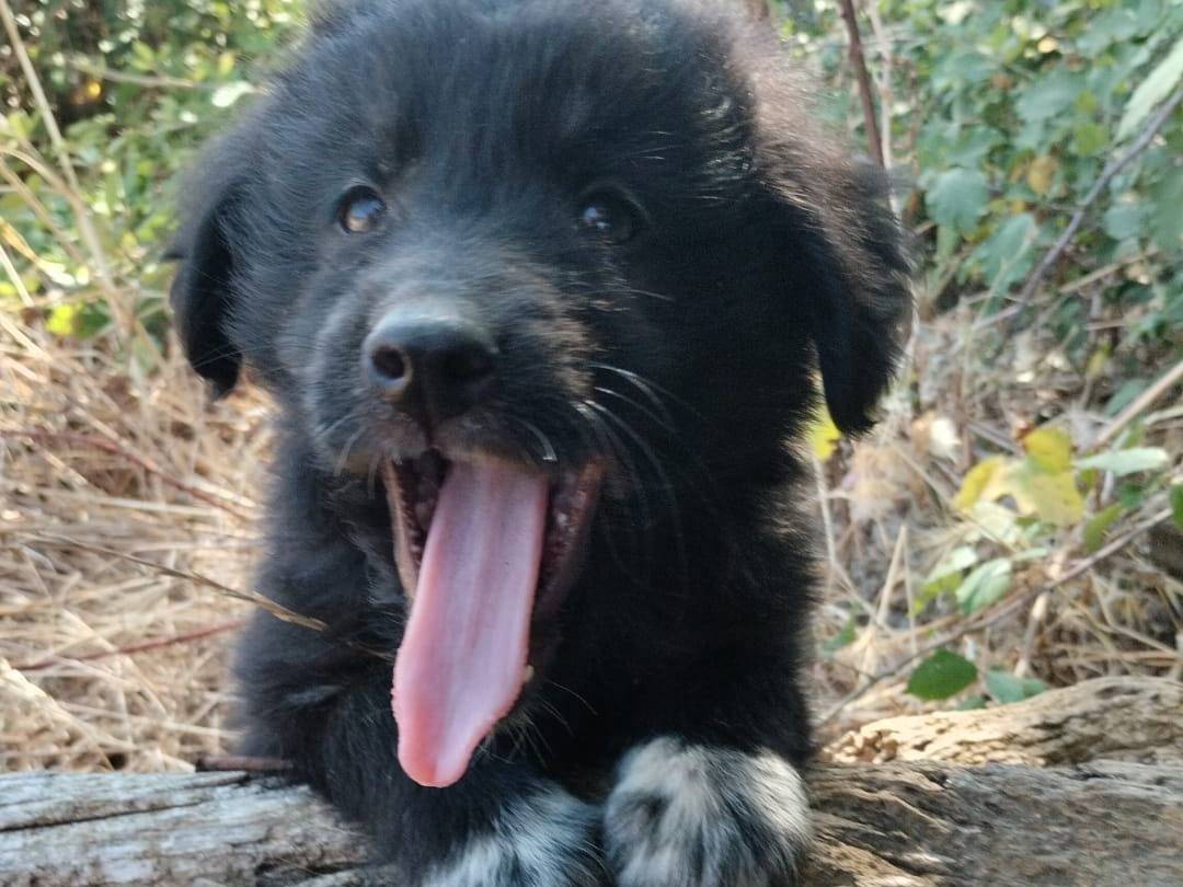 Adotta un cane, taglia media, maschio, Vibo